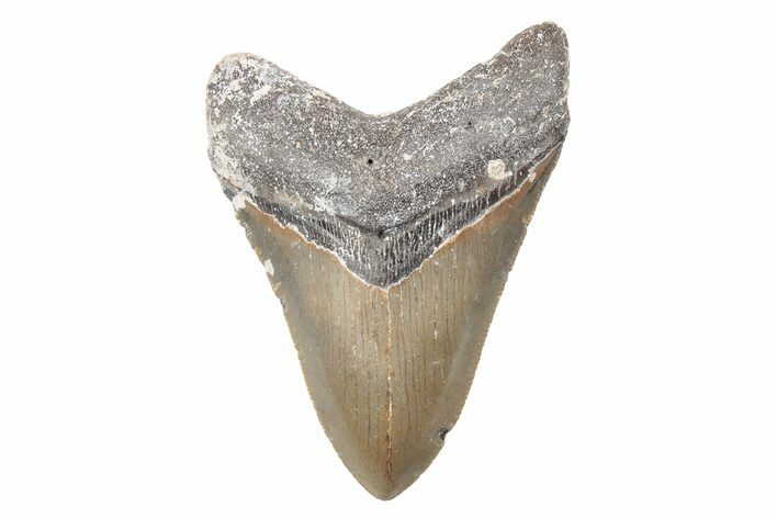 Serrated, 4.12" Fossil Megalodon Tooth - North Carolina